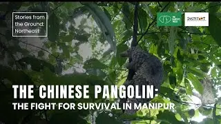 Китайский панголин: борьба Манипура за спасение исчезающего вида | THT Films
