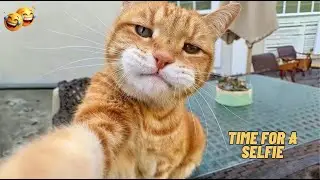 Funny Cats with the Highest IQ Will Amaze You😹