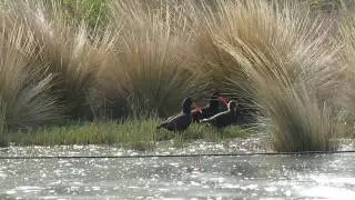 Save okura NZ Variable oyster catcher
