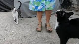 Two cats are meowing loudly and asking us for food