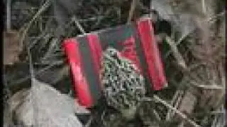 Black & White Morel Growth Study