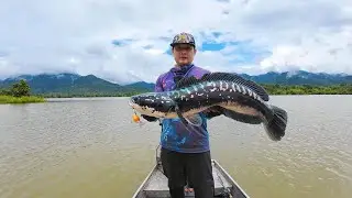 ตกปลาชะโด อ่างเก็บน้ำแม่ลำพัน ตามหาชะโดยักษ์