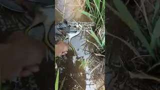 Point‼️Ruak-Ruak Sawah#berburu #hunting #ruak2 #shorts #viral #burung #video #ayam #berburutekukur