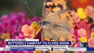 Springs Preserve Butterfly Habitat open until Nov. 25