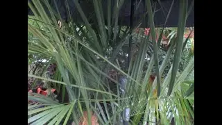How to increase Butia palm tree cold tolerance