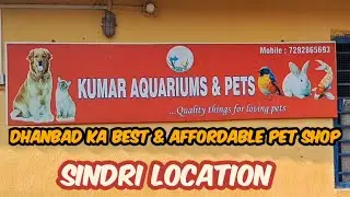 Kumar Aquariums & Pets Sindri &mdash; Dhanbad Ka Best & Affordable Pet Shop | Location Guide