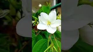 white flower 🌺🌹 #johnsonengleng #whiteflower #shorts
