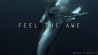 Come swimming with humpback whales in 'Eua, Tonga in August 2020