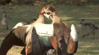 Egyptian Geese Fighting