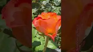 Roses flower #flowers #India#world #Indonesia#amazing#plantsofindia #rose #hibiscus #flower#shorts