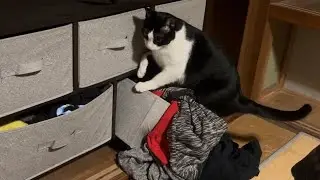 とある日の猫たち