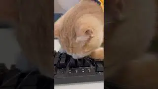 Cat clean keyboard ⌨️