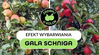 Efekt wybarwienia owoc&oacute;w Hascon M10