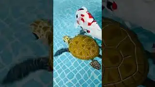 AI Robo Turtle