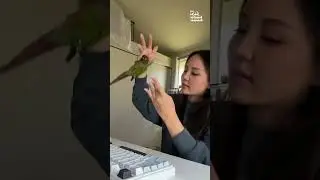 Cute Bird Keeps Interrupting Woman's Work #Birds #Parrots #Cute