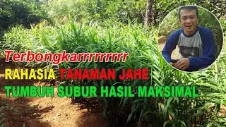 Rahasia Tanaman Jahe Tumbuh Subur Rimpang Besar