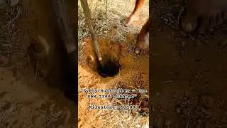 5/1000 Trees 🌲 Planted - Every Subscriber = one new tree planted | Subscribe a Tree #savetrees