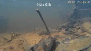 Pethia setnai ,Dawkinsia assimilis, Haludaria fasciata in their Natural Habitat in the wild.