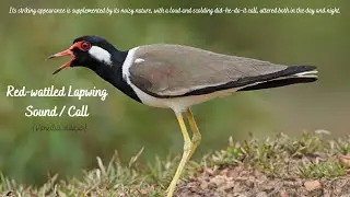 Red Wattled Lapwing Sound Call / Loud and scolding did-he-do-it call / Asian Lapwing / Large Plover