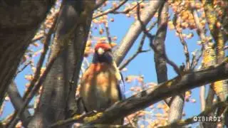 Adelaide Rosella