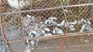 OMG Best traditional Khmer trap using to caching a lot of fish in fail #short #shirtvdo 