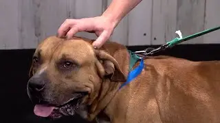 It's Human-Animal Relationship Week