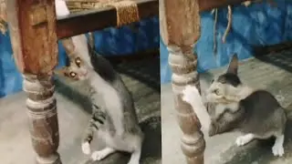 little baby kitten meow meow cute voice funny video Delly life blogs live ep.28