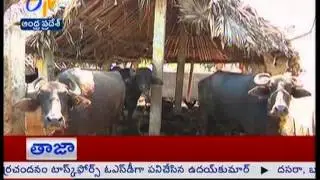 Galikuntu Vaccination programe in Nellore - జైకిసాన్ - on 18th September
