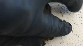 Pip check. Bat low on a wall for four days.