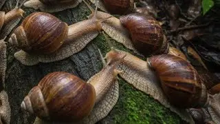 Snail Anatomy: Shell, Slime, and Reproduction, Explained Simply