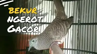 PERKUTUT BANGKOK, BEKUR, NGEROT DAN MANGGUNG GACOR