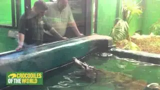 Siamese crocodile exhibits protective behaviour