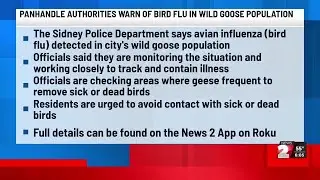 Panhandle authorities warn of bird flu in wild goose population