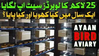 Amazing Love Birds Setup Visit in Lahore |  Lovebirds Farming and Breeding Setup | Ayaan Aviary