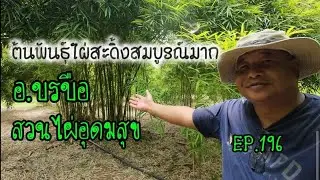 EP.196 ไปชมต้นพันธุ์ สวนไผ่อุดมสุข บรบือ.