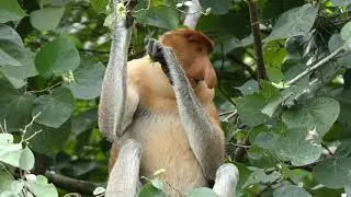 Bako National Park: Commonly Seen Animals