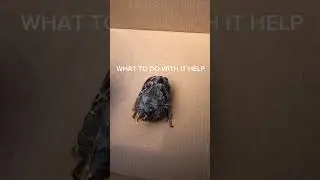 baby bird fell from nest what to do?