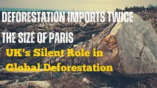Unveiling the Dark Side: UK Imports Fueling Deforestation Crisis Globally!!