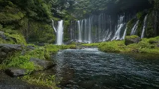 The Sound of Peace 🌲 Relaxing Music & Nature Vibes for Deep Calm