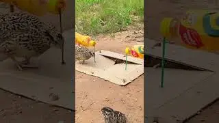Amazing Snare Trap for Quail Bird in Jungle #nature