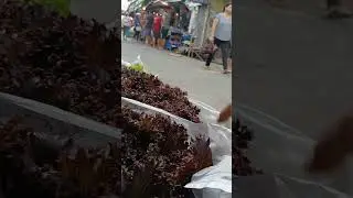 If you have any produce just sell it directly in a public market