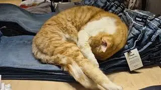 Lustige Katze im Laden