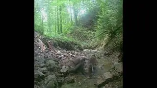 Northern Goshawk vs. Tawny Owls #northerngoshawk #tawnyowl #birdsfight #animalsfighting #cruelnature