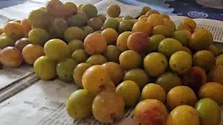 Mamas Mirabellen-Marmelade selber machen 