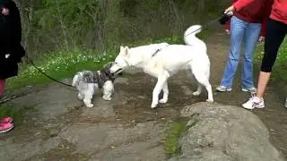 VID00583