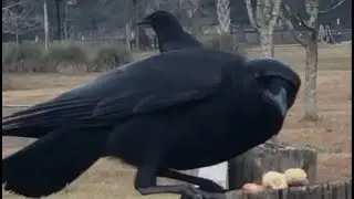 American Crow sounds