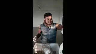 Rat Oral Dosing Technique Learning | Animal Handling by Khadka Sir 