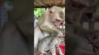 cute baby monkey and kitty