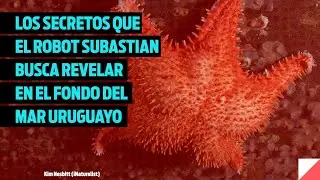 SuBastian y el mar uruguayo: secretos por descubrir en vivo