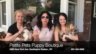 About Petite Pets Puppy Boutique | Long Island, NY